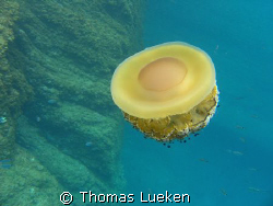 egg medusa - Estartit, C5060 by Thomas Lueken 
